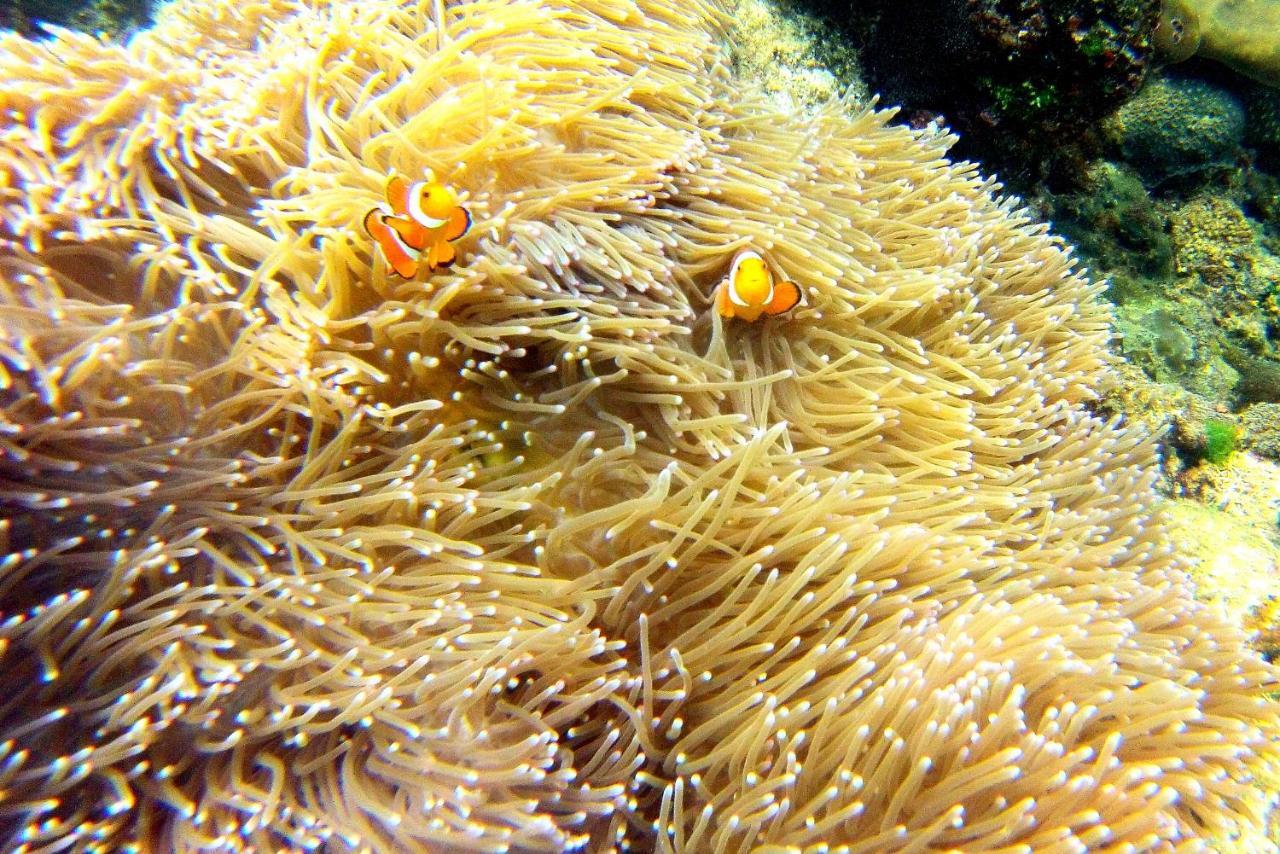 Arkadia Beach Resort Underground River Sabang  Extérieur photo